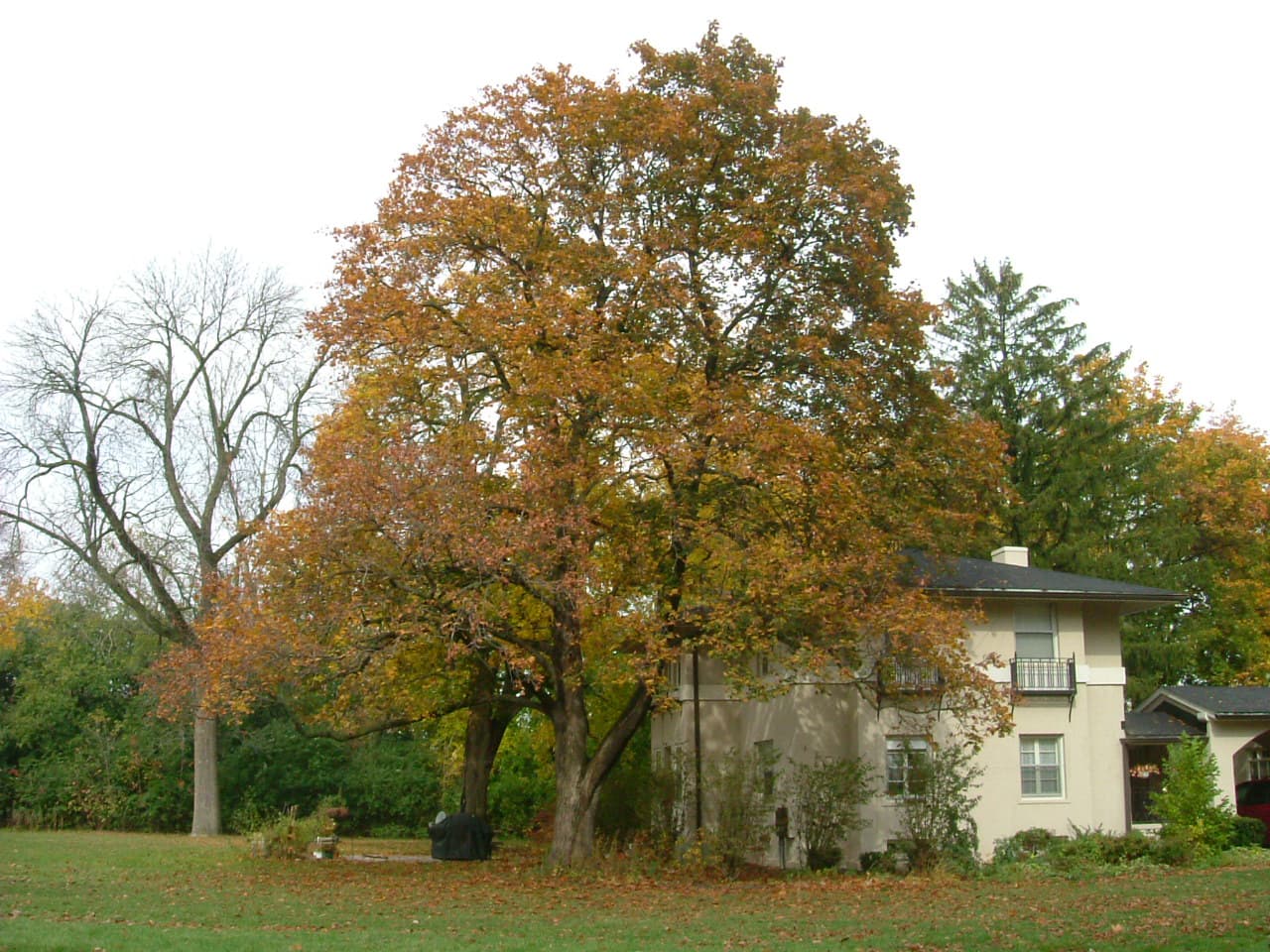 Warner House at Lake Forest Academy behind a large tree in autumn colors